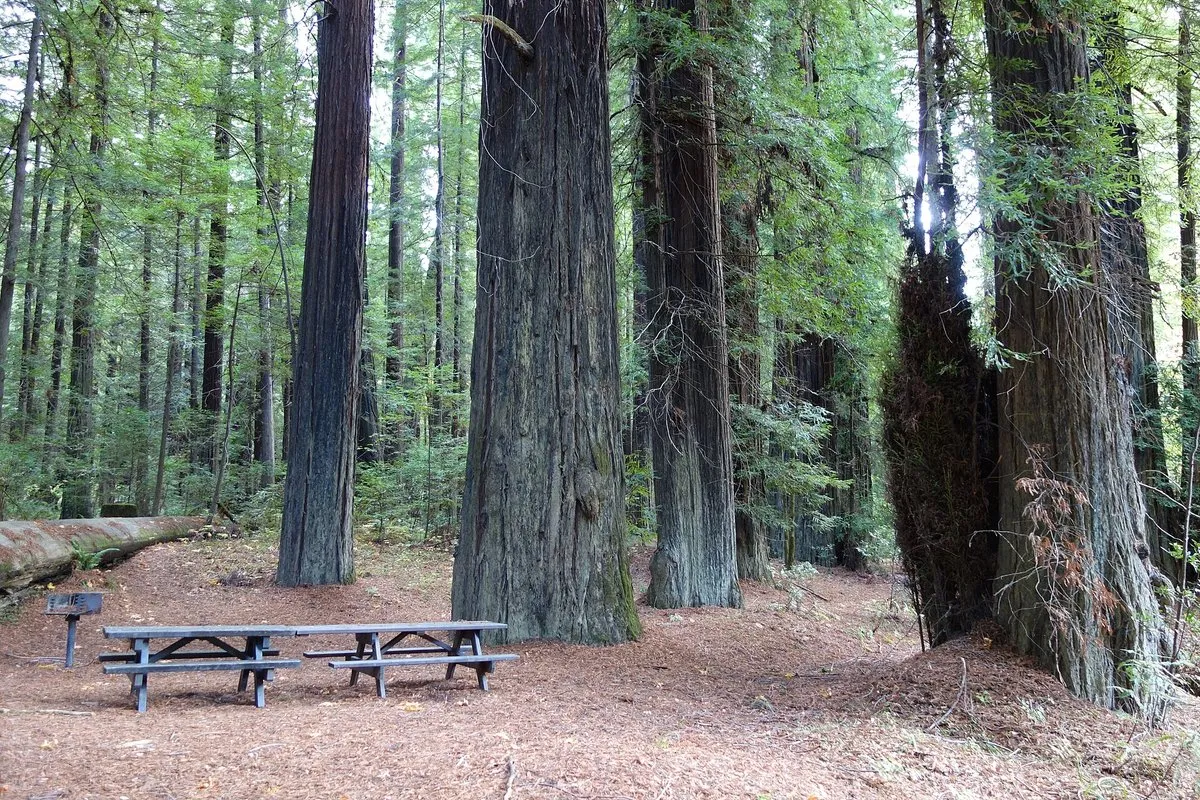 Towering old-growth coastal redwood trees along a forested trail at Humboldt Redwoods State Park, California