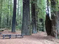 Towering old-growth coastal redwood trees along a forested trail at Humboldt Redwoods State Park, California