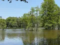 Scenic view of the baldcypress swamp at Trap Pond State Park, Delaware, with moss-draped trees reflected in still water