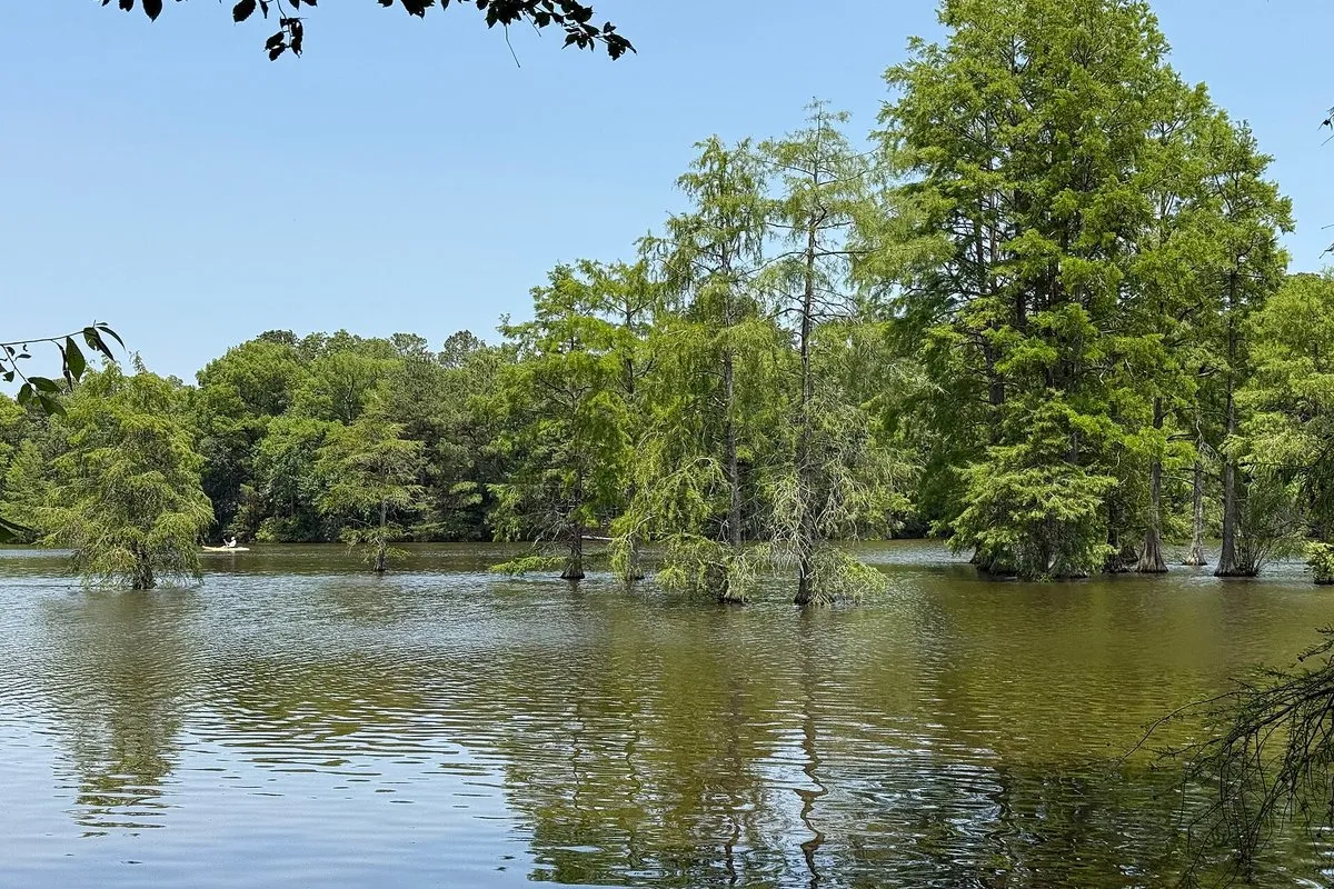 Scenic view of the baldcypress swamp at Trap Pond State Park, Delaware, with moss-draped trees reflected in still water