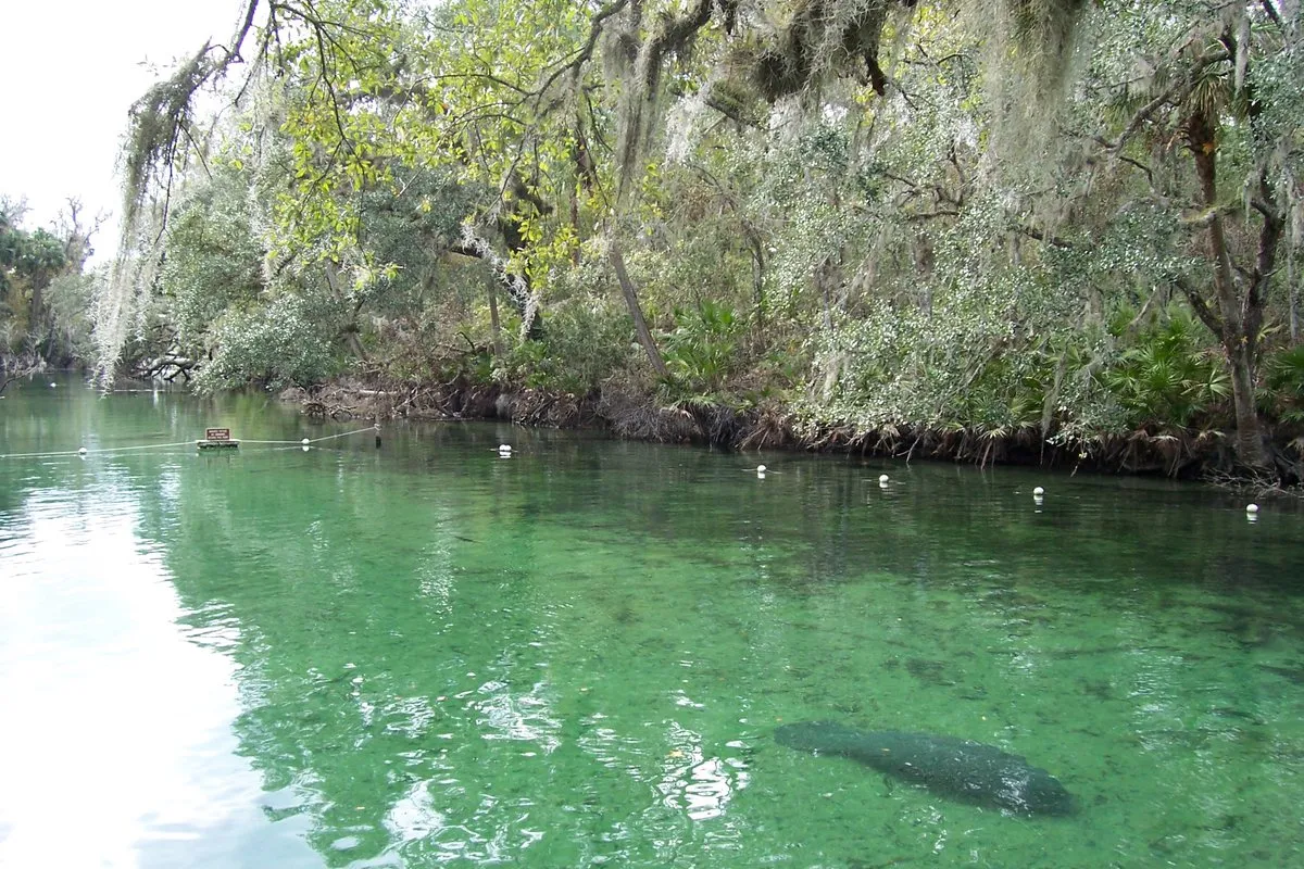 Clear turquoise spring water at Blue Spring State Park, Florida, with lush green vegetation along the banks