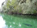 Clear turquoise spring water at Blue Spring State Park, Florida, with lush green vegetation along the banks