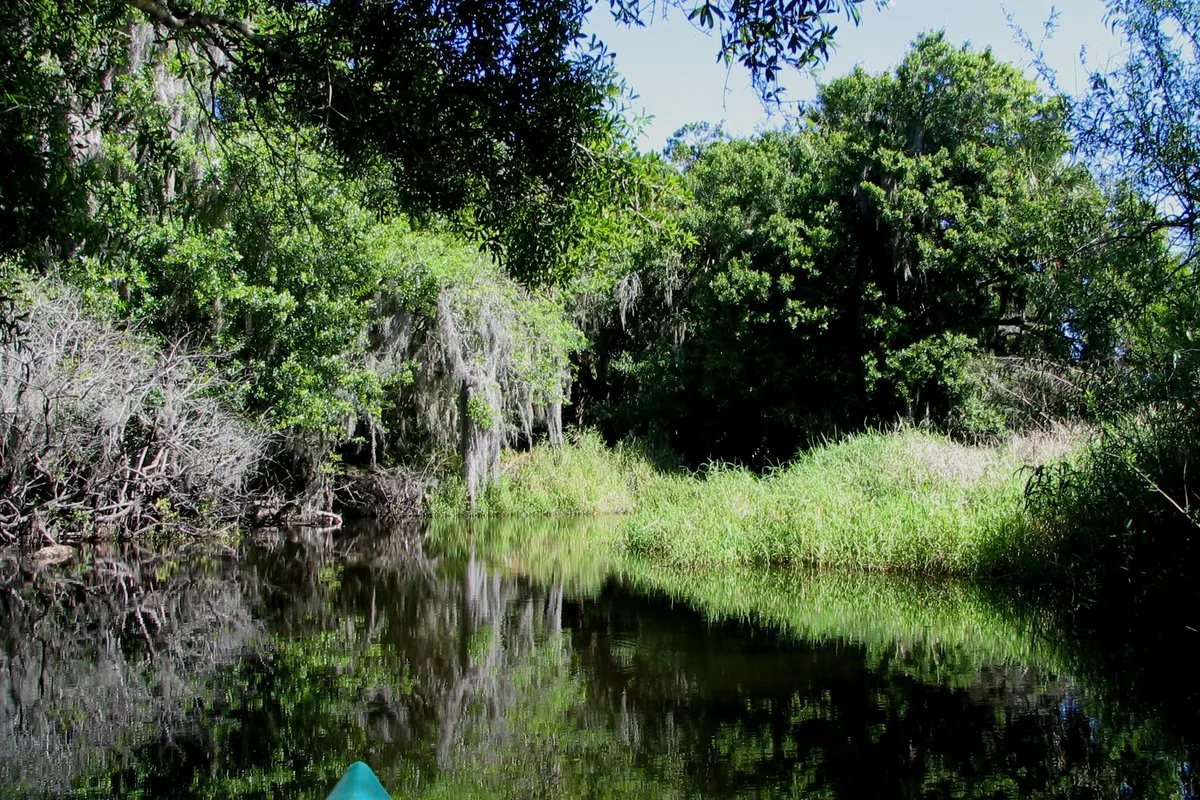 Scenic view of the Myakka River winding through lush Florida wetlands and grasslands