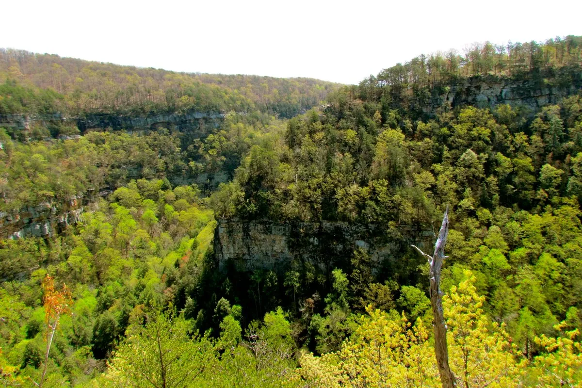 Sweeping aerial view of Cloudland Canyon's forested gorge and canyon rim in Georgia