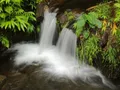 Akaka Falls plunging 442 feet into a lush tropical gorge surrounded by dense rainforest vegetation, Big Island, Hawaii