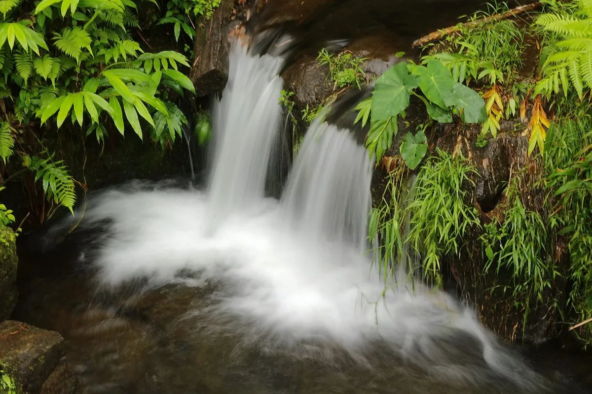 Akaka Falls plunging 442 feet into a lush tropical gorge surrounded by dense rainforest vegetation, Big Island, Hawaii