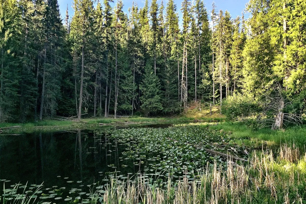 Calm glacial lake surrounded by tall evergreen forest at Round Lake State Park, Idaho