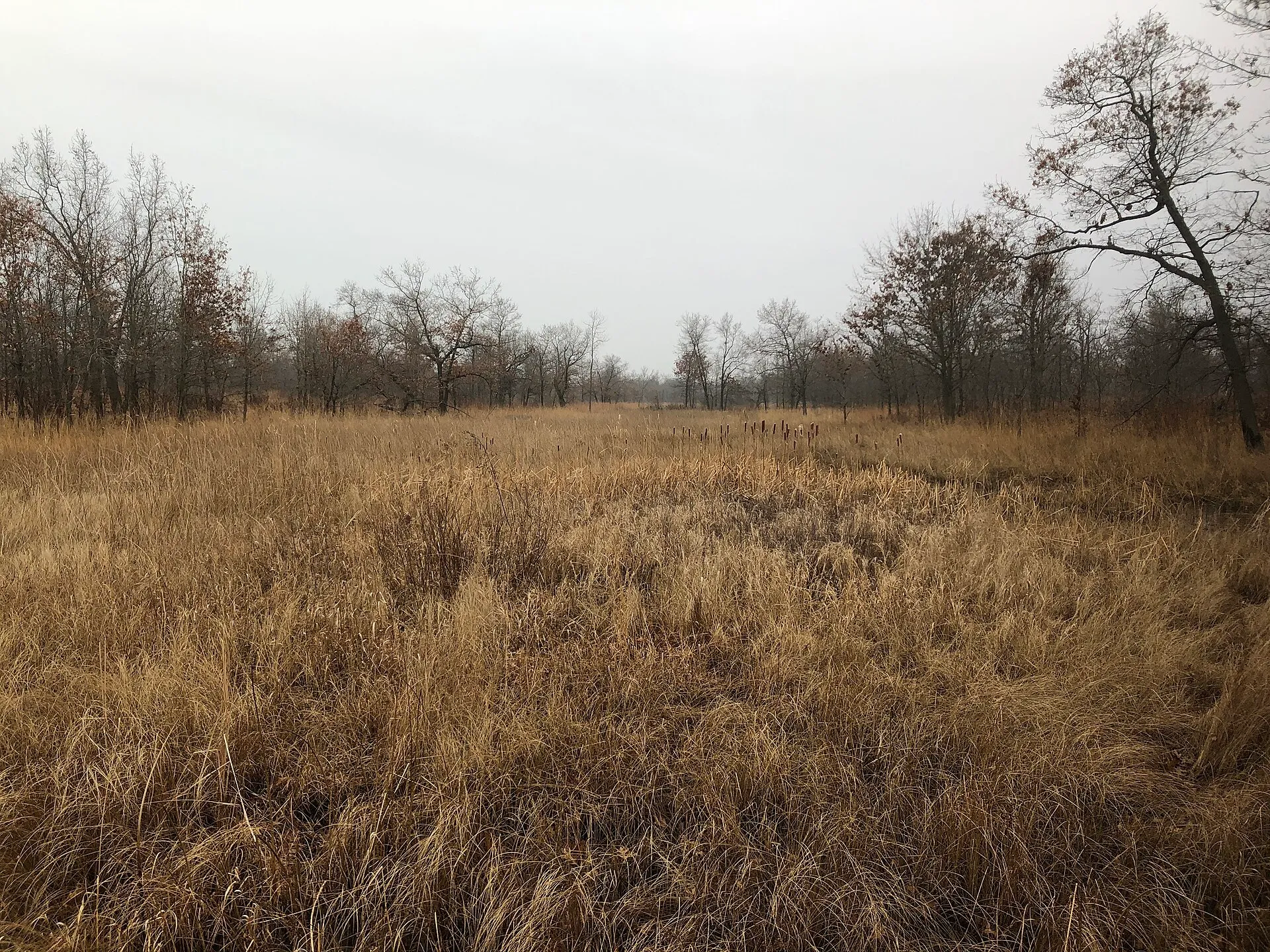 Wetlands and prairie habitat inland from the dunes at Illinois Beach State Park