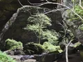 Scenic view at Maquoketa Caves, Iowa, showing a hiker exploring a large limestone cave entrance surrounded by lush forest