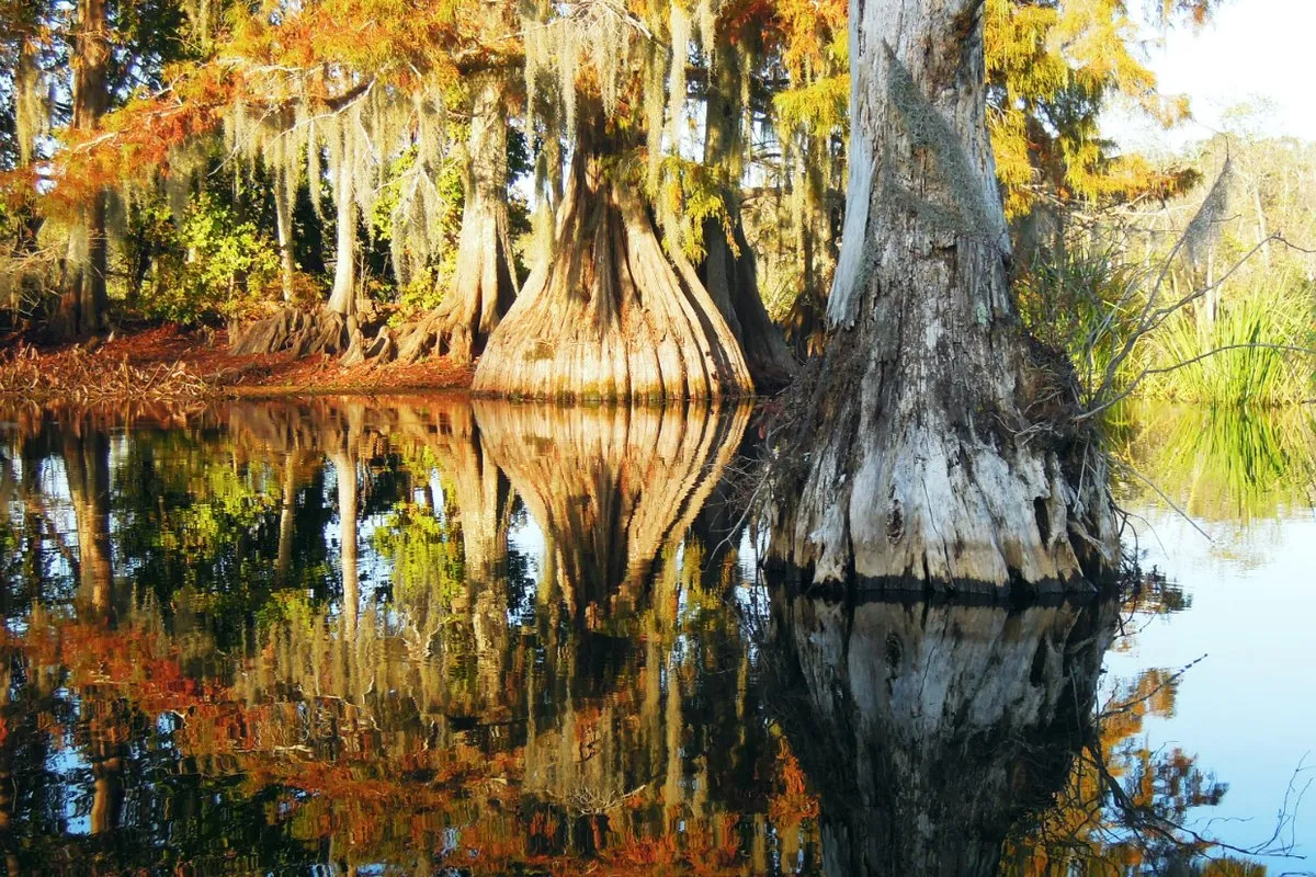 Scenic view of cypress trees and still water at Chicot State Park, Louisiana