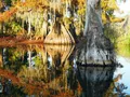 Scenic view of cypress trees and still water at Chicot State Park, Louisiana