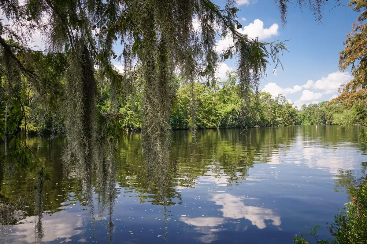 Scenic view of towering longleaf pine trees and calm waterway at Sam Houston Jones State Park, Louisiana