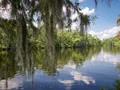 Scenic view of towering longleaf pine trees and calm waterway at Sam Houston Jones State Park, Louisiana