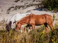 Wild ponies roaming the sandy Atlantic shoreline at Assateague State Park, Maryland