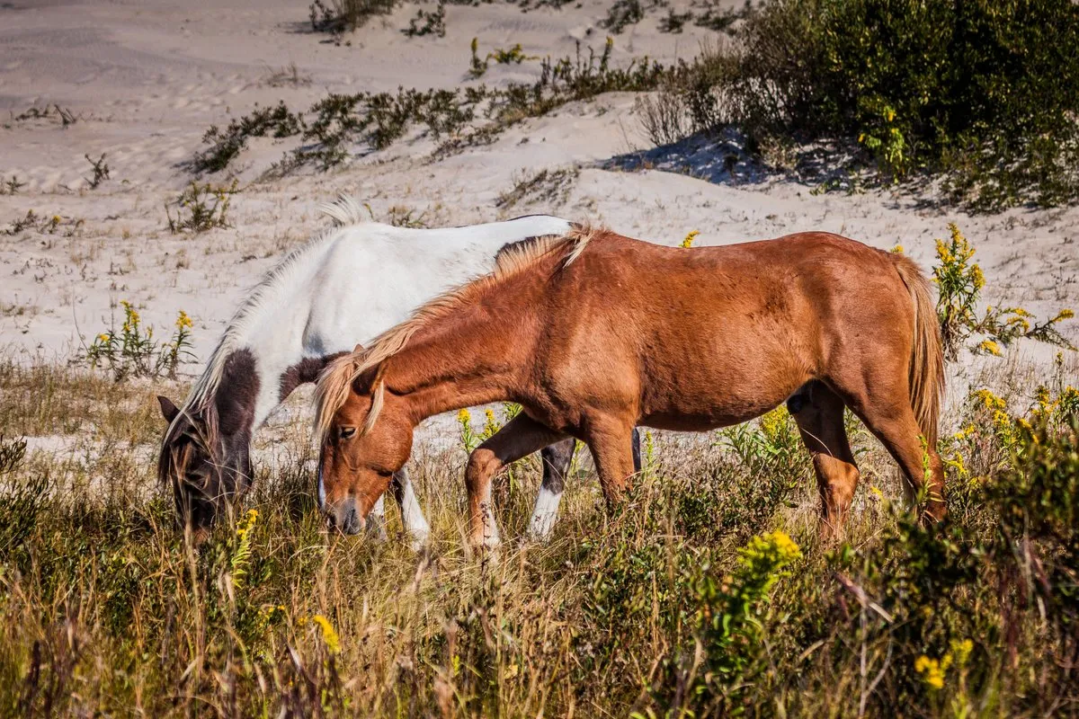Wild ponies roaming the sandy Atlantic shoreline at Assateague State Park, Maryland