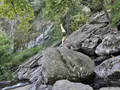 Scenic view of Cunningham Falls cascading over rocky ledges surrounded by lush forest in Maryland
