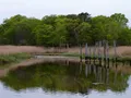 Scenic trail winding through a mixed forest and wetland landscape at Cheesequake State Park, New Jersey