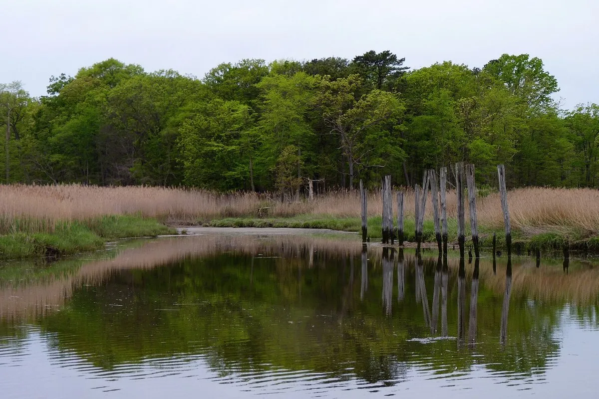 Scenic trail winding through a mixed forest and wetland landscape at Cheesequake State Park, New Jersey