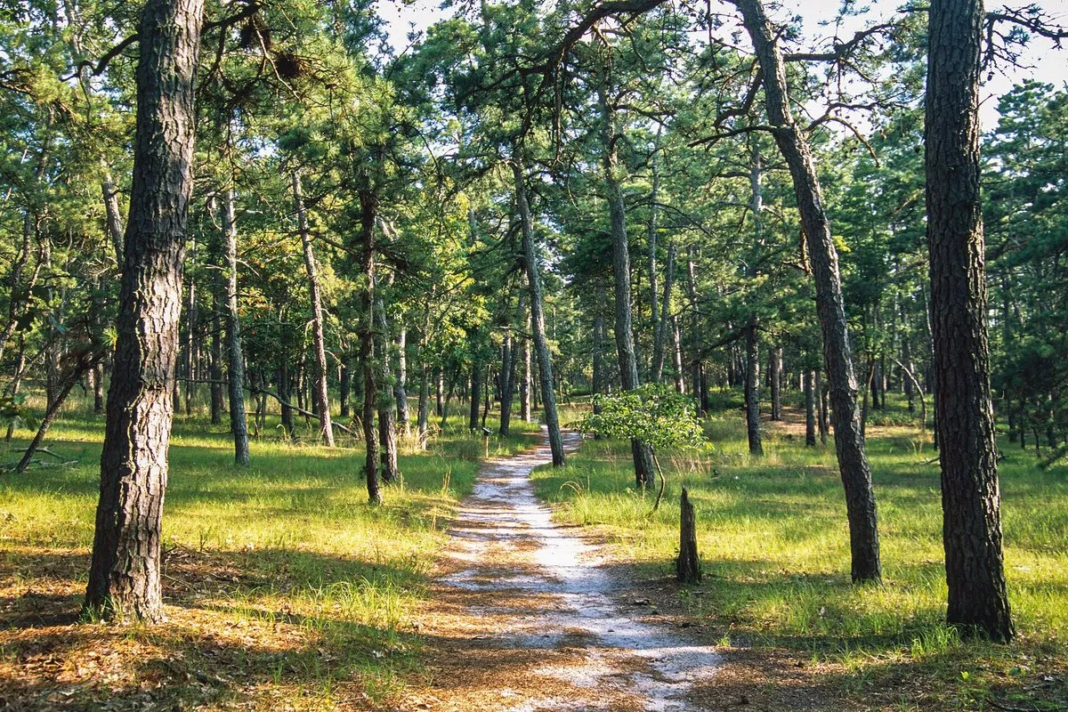 Sandy pine-lined trail winding through Wharton State Forest, New Jersey
