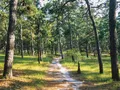 Sandy pine-lined trail winding through Wharton State Forest, New Jersey
