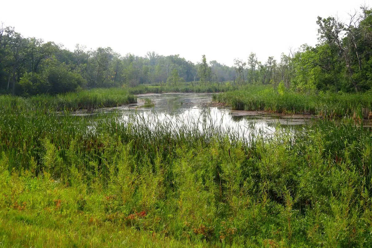 Scenic view of Lake Metigoshe surrounded by wooded Turtle Mountain shoreline, North Dakota