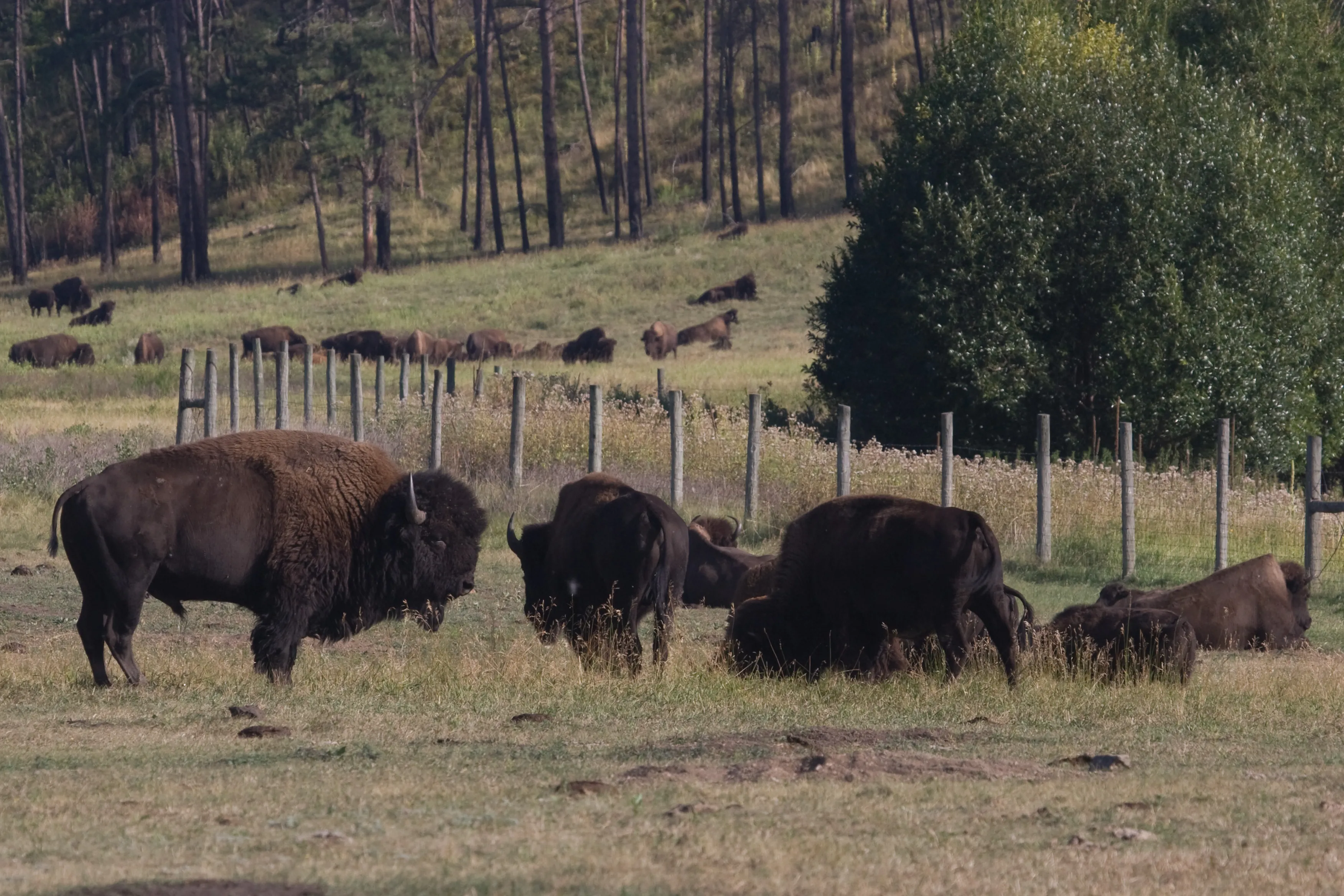 Bison in Custer State Park