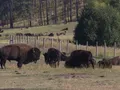 Bison in Custer State Park