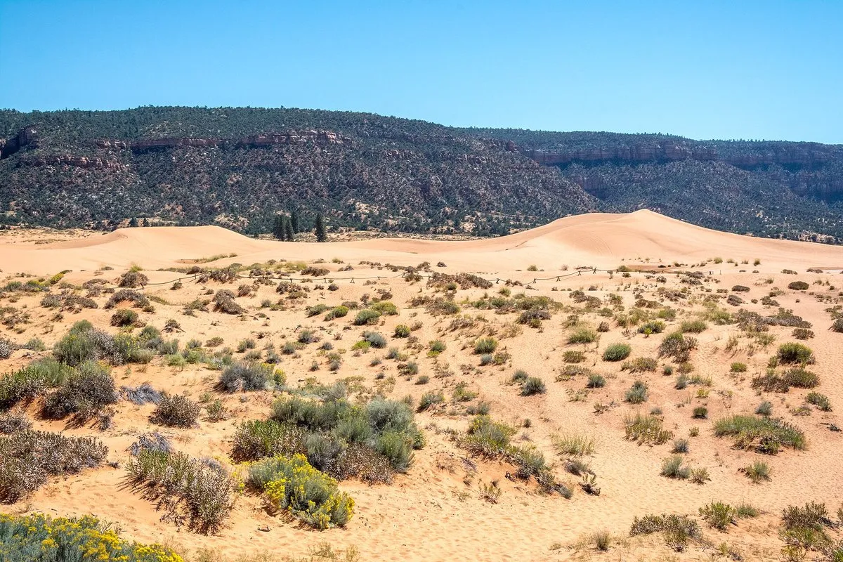 Sweeping coral-pink sand dunes glowing in warm sunlight with red sandstone cliffs and juniper trees in the background, Utah