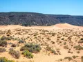 Sweeping coral-pink sand dunes glowing in warm sunlight with red sandstone cliffs and juniper trees in the background, Utah