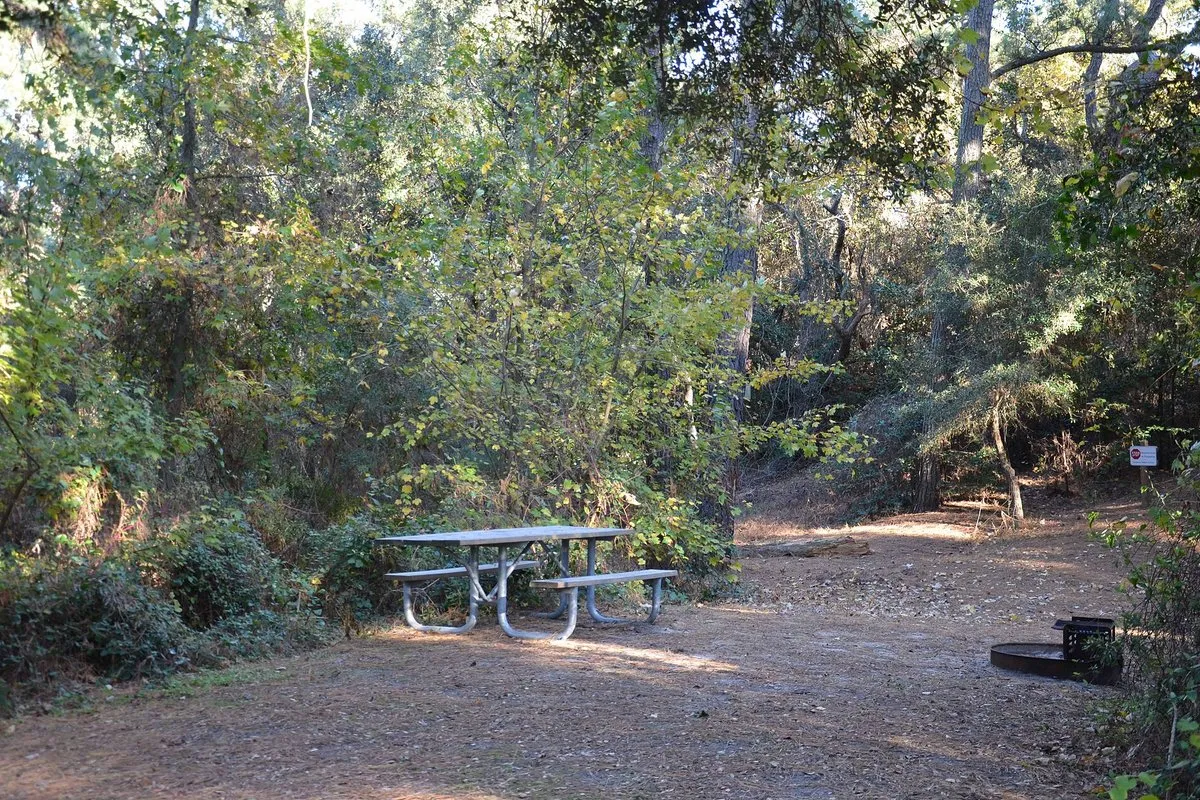 Scenic view of moss-draped bald cypress trees along a tranquil trail at First Landing State Park, Virginia