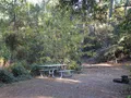 Scenic view of moss-draped bald cypress trees along a tranquil trail at First Landing State Park, Virginia