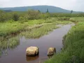 Sweeping view of Canaan Valley's high-elevation wetlands and surrounding forested Allegheny Mountains, West Virginia