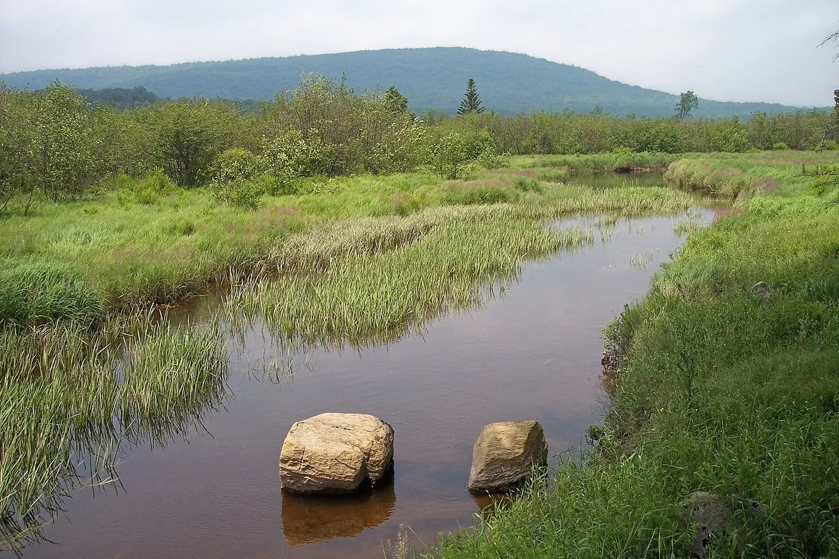 Sweeping view of Canaan Valley's high-elevation wetlands and surrounding forested Allegheny Mountains, West Virginia